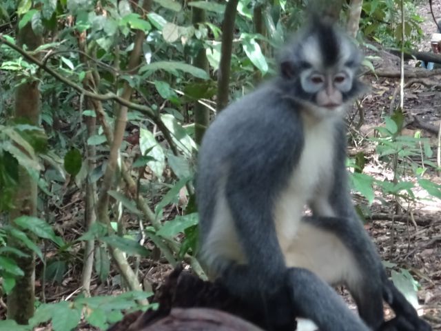 Bukit Lawang